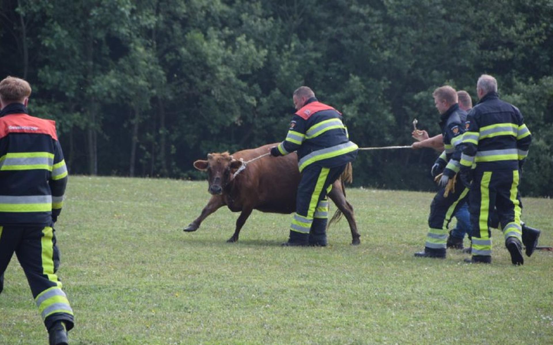 Trailer met koe belandt in sloot bij Drogeham - Leeuwarder Courant