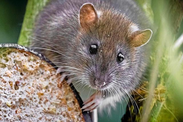 Hantavirus: Wat is het en moeten we ons zorgen maken?