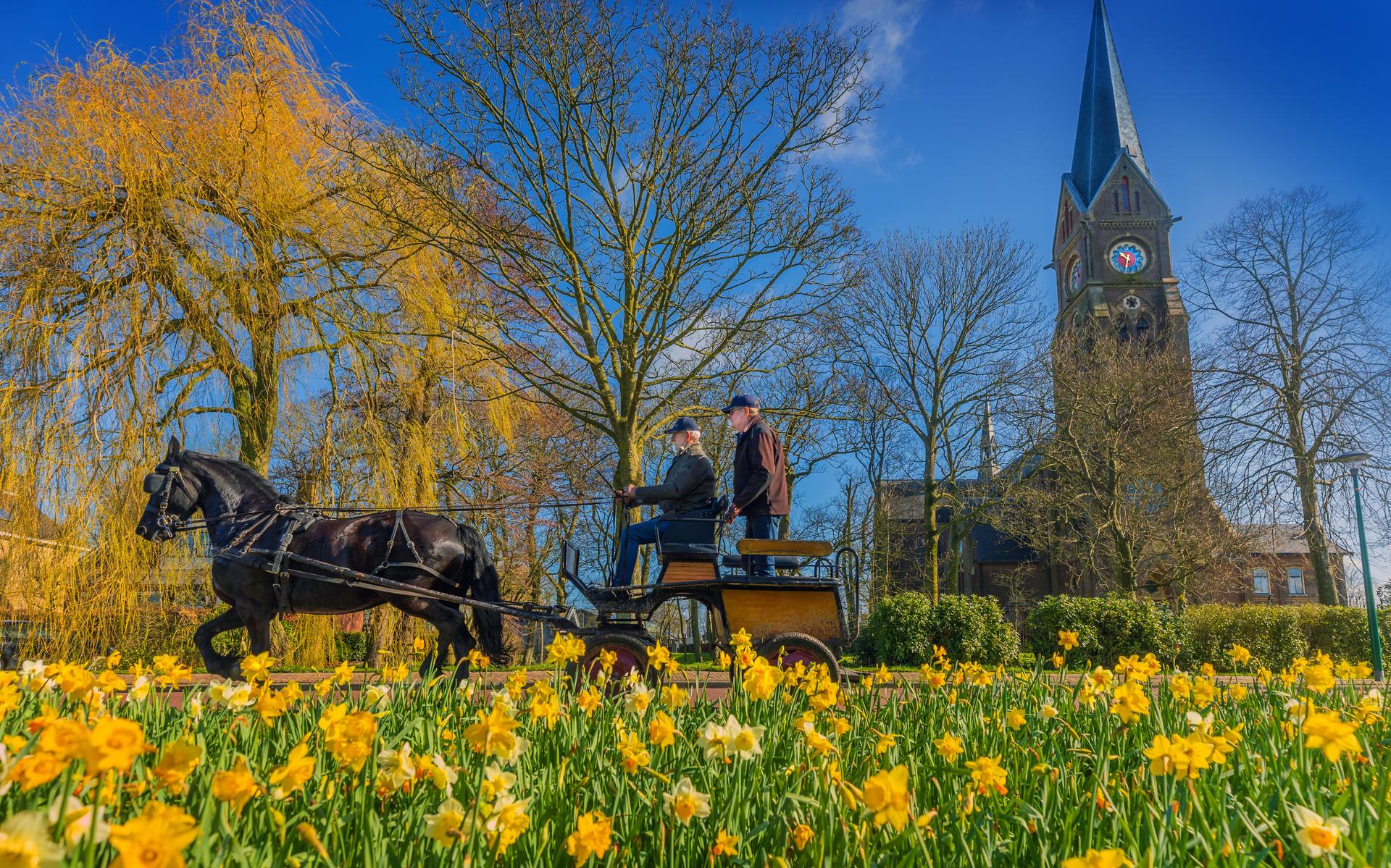 De Blauhúster Merke gaat weer naar paarden ruiken; dorp tuigt na pijnlijk verlies Fokdei nieuw conco