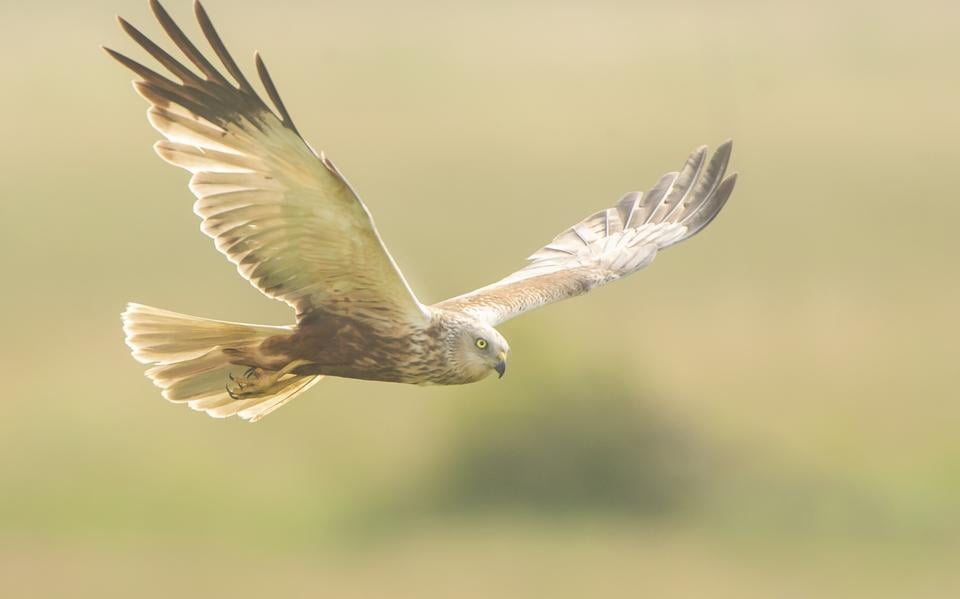 Bruine kiekendief boven het veld. Vooral buizerds, sperwers, bruine kiekendieven en haviken worden slachtoffer van roofvogelmoord. 