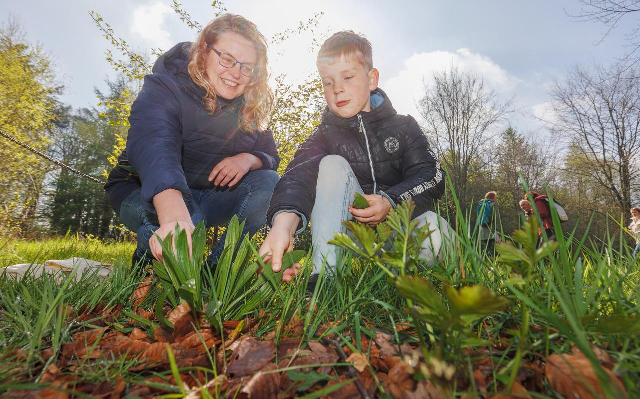Akkie en Jesse Bouma uit Nijeberkoop plukken weegbree. Akkie en Jesse Bouma uit Nijeberkoop plukken weegbree.