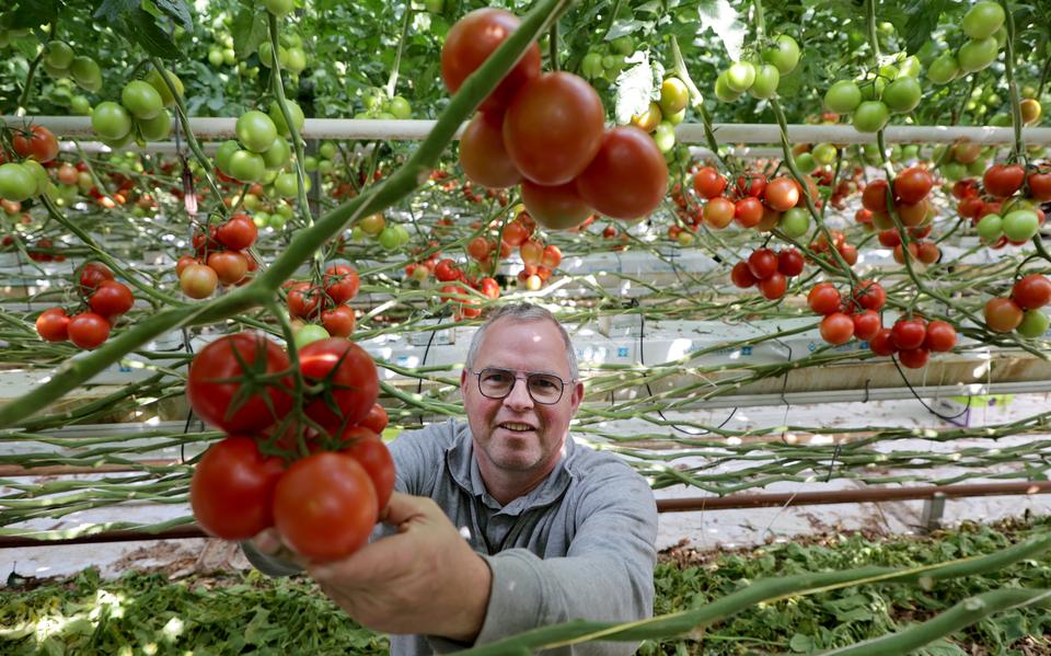 Theo van der Kaaij (54) laat zijn trostomaten zien in de kassen in Berltsum.