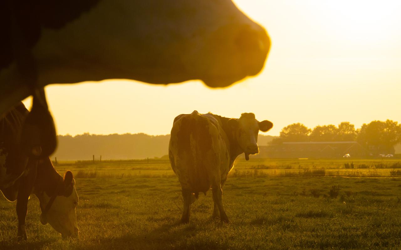 De biologische melkveehouderij stoot per hectare 70 procent minder stikstof uit dan de gangbare melkveehouderij. 