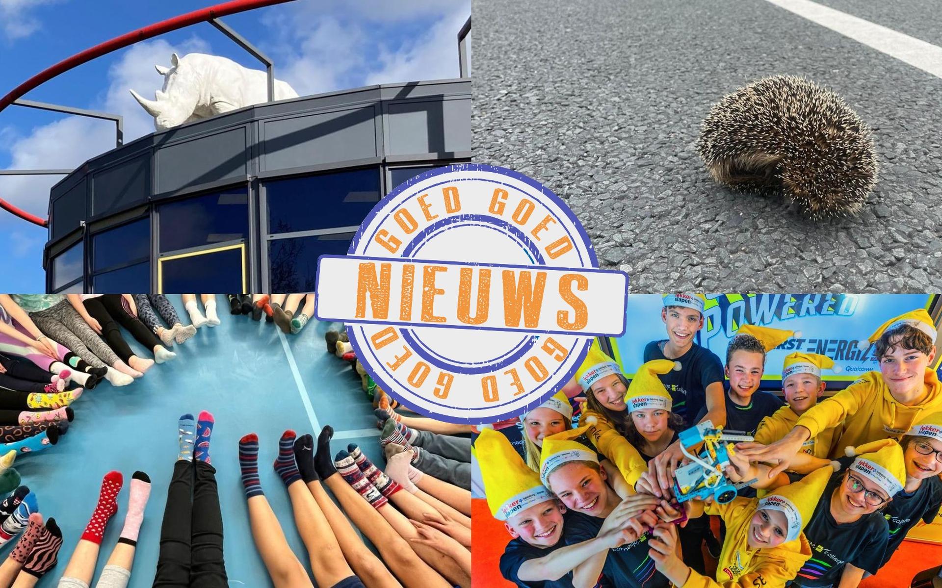 Another white rhino was spotted in Friesland and the animal ambulance stopped traffic to save the Ameland porcupine: this week’s good and significant news