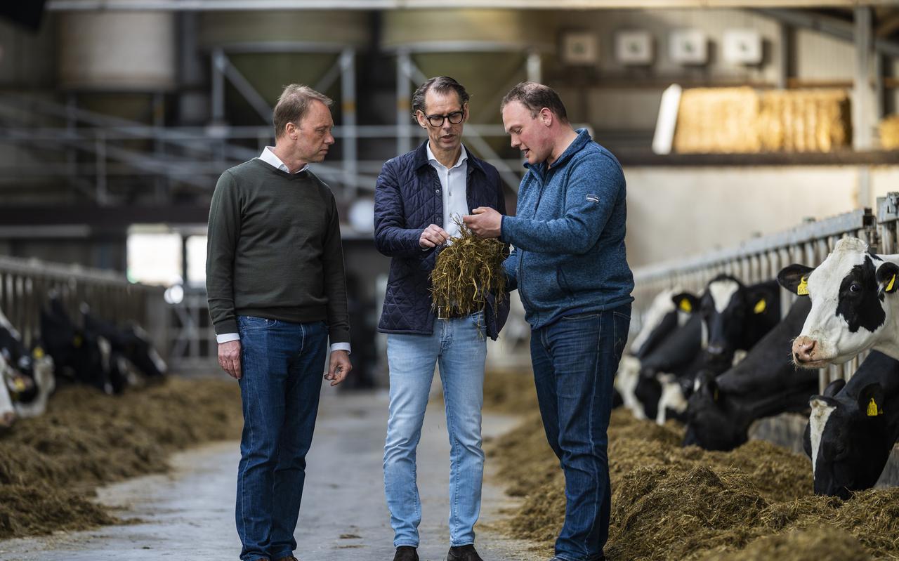 Topman Hein Schumacher van FrieslandCampina, Dimitri de Vreeze van DSM en boer Richard Korrel bekijken ruwvoer waaraan het methaanremmende DSM-middel is toegevoegd.