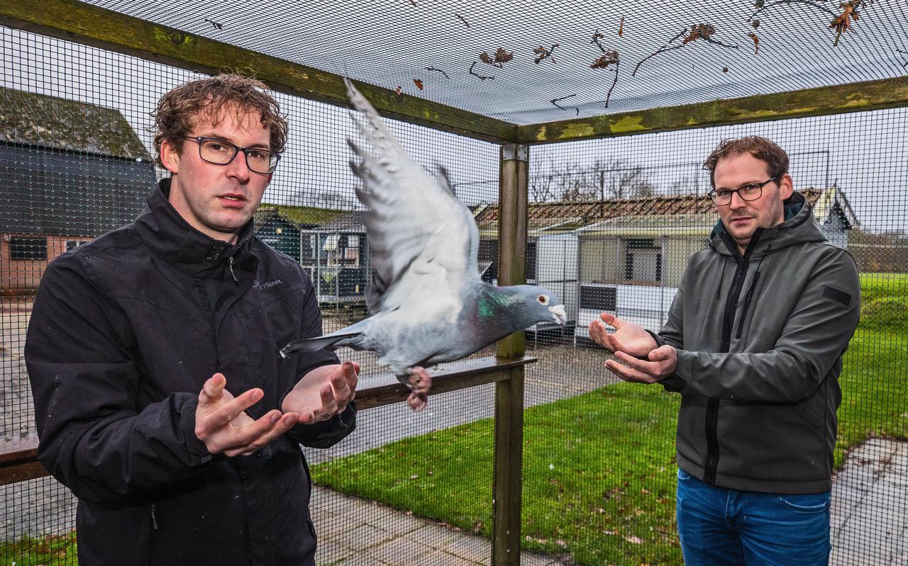 Bij de broers Elco (links) en Ydo Homma in Steggerda werden eind 2021 honderd duiven gestolen. Die hebben een waarde van ruim 300.000 euro.