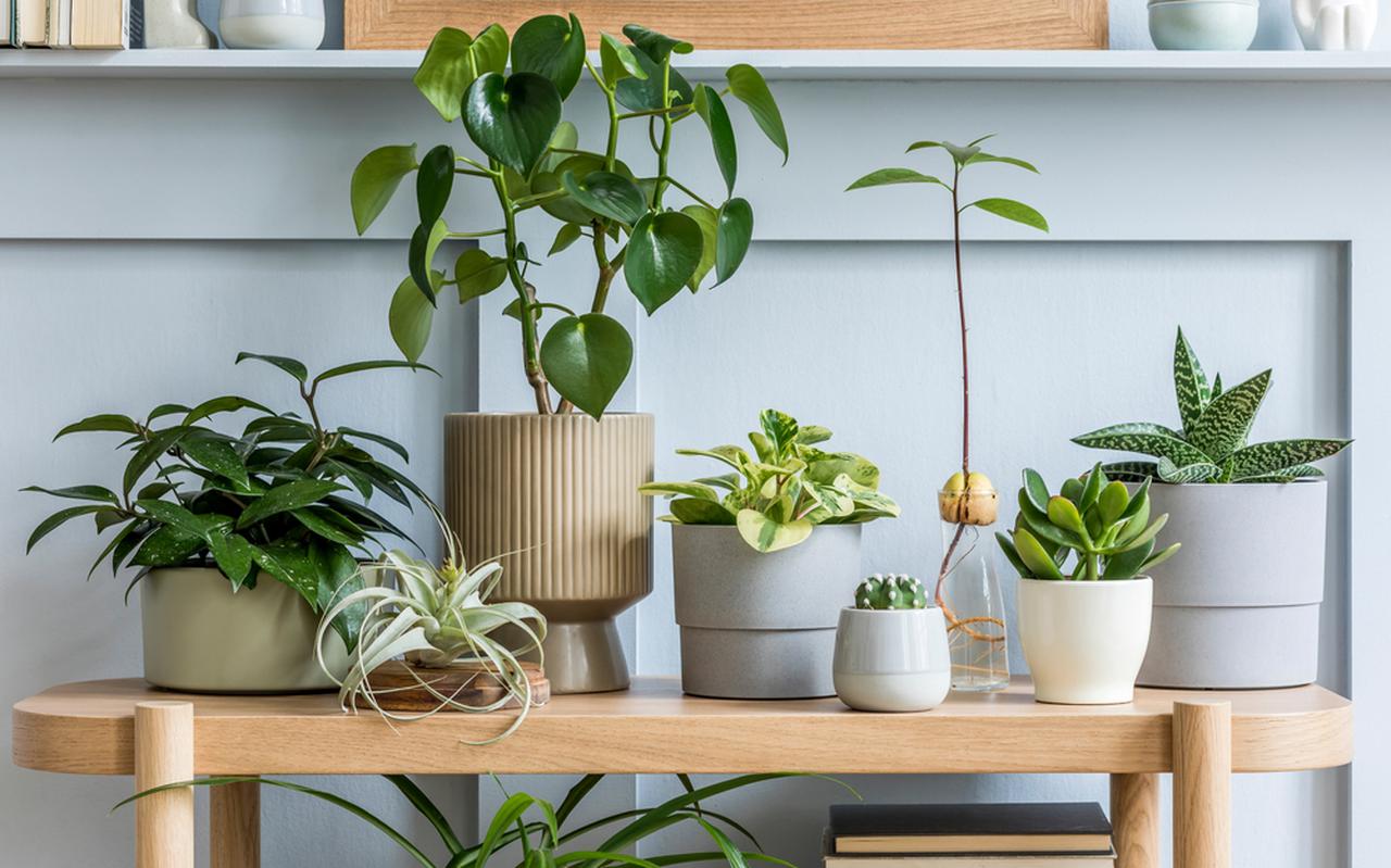 Interieurstylist Aukje vertelt hoe je planten het best kunt decoreren. Interieurstylist Aukje vertelt hoe je planten het best kunt decoreren.