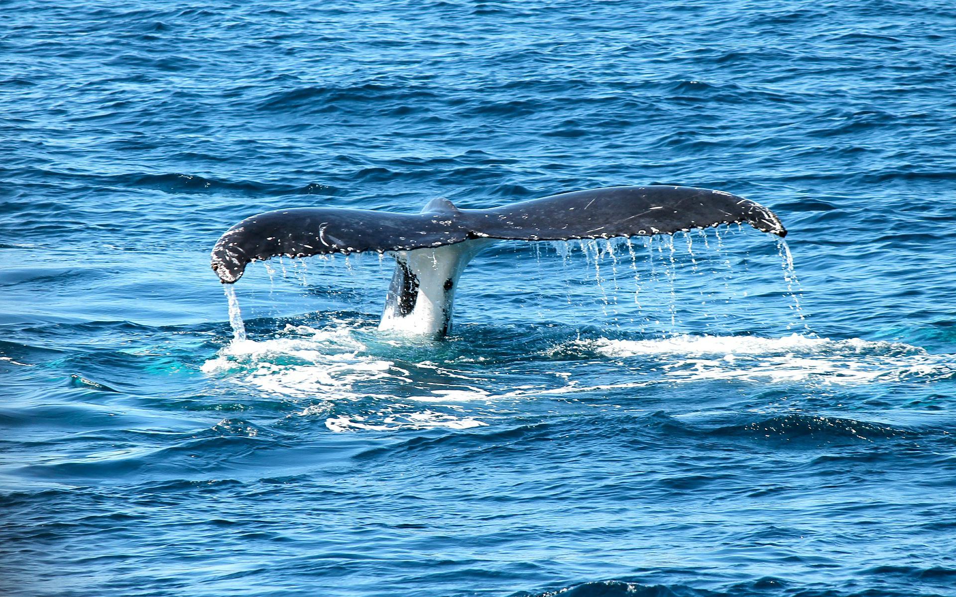 Aangespoeld walviskadaver moet onder water in Waddenzee kunnen vergaan.