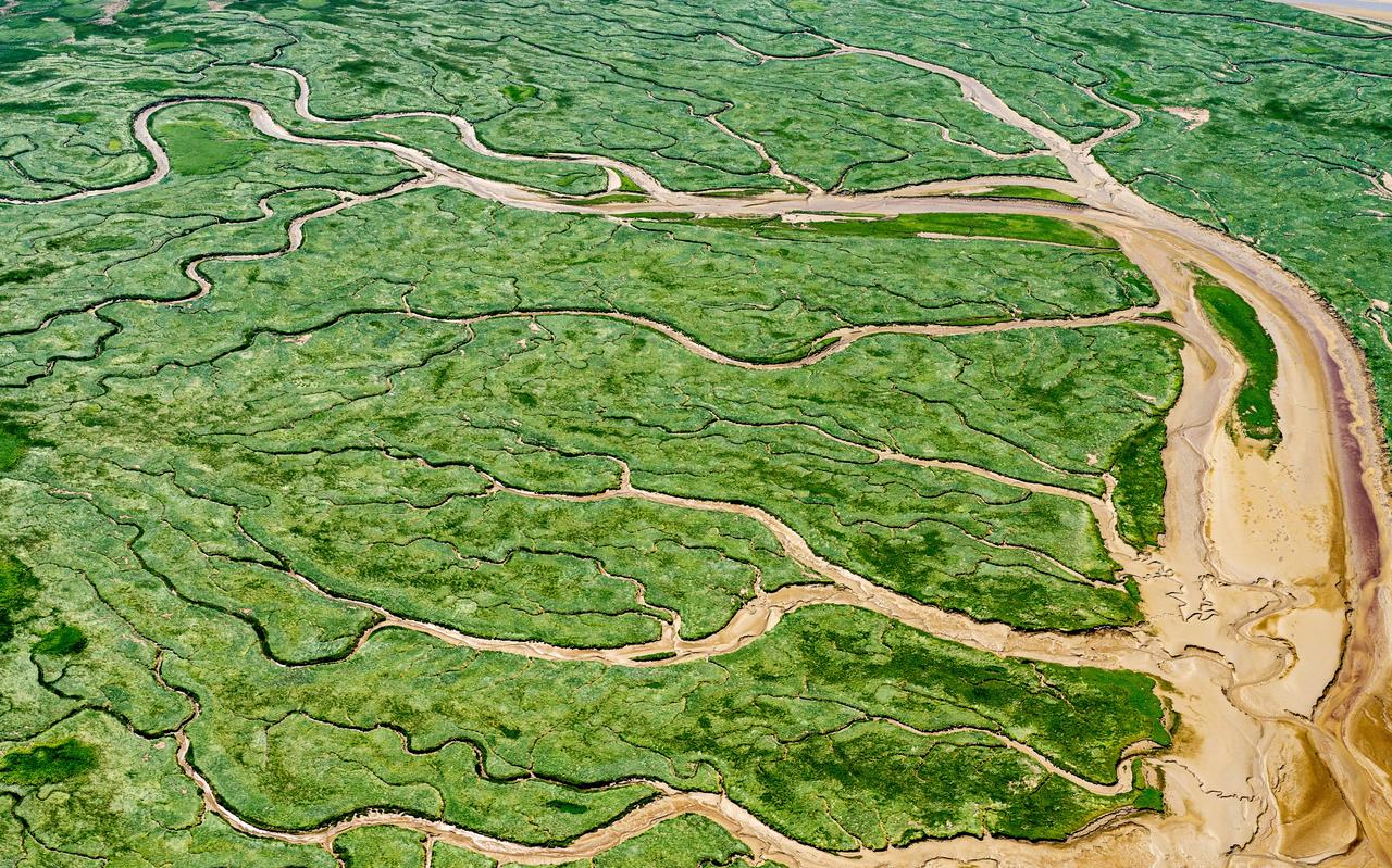Kweldermoeras in het Westerscheldegebied. Kweldermoeras in het Westerscheldegebied.