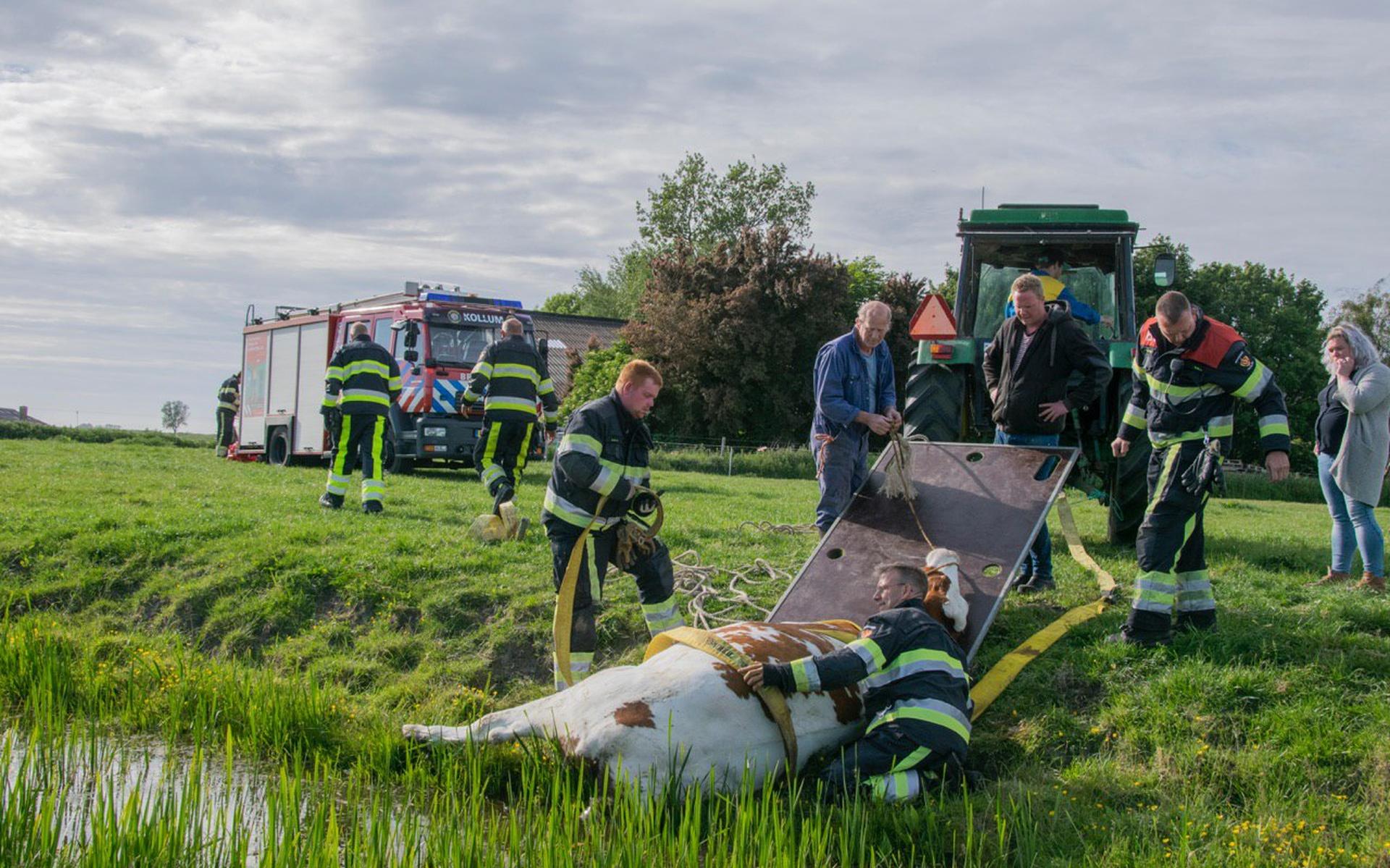 Boer schakelt brandweer in om hoogzwangere koe uit de sloot te halen
