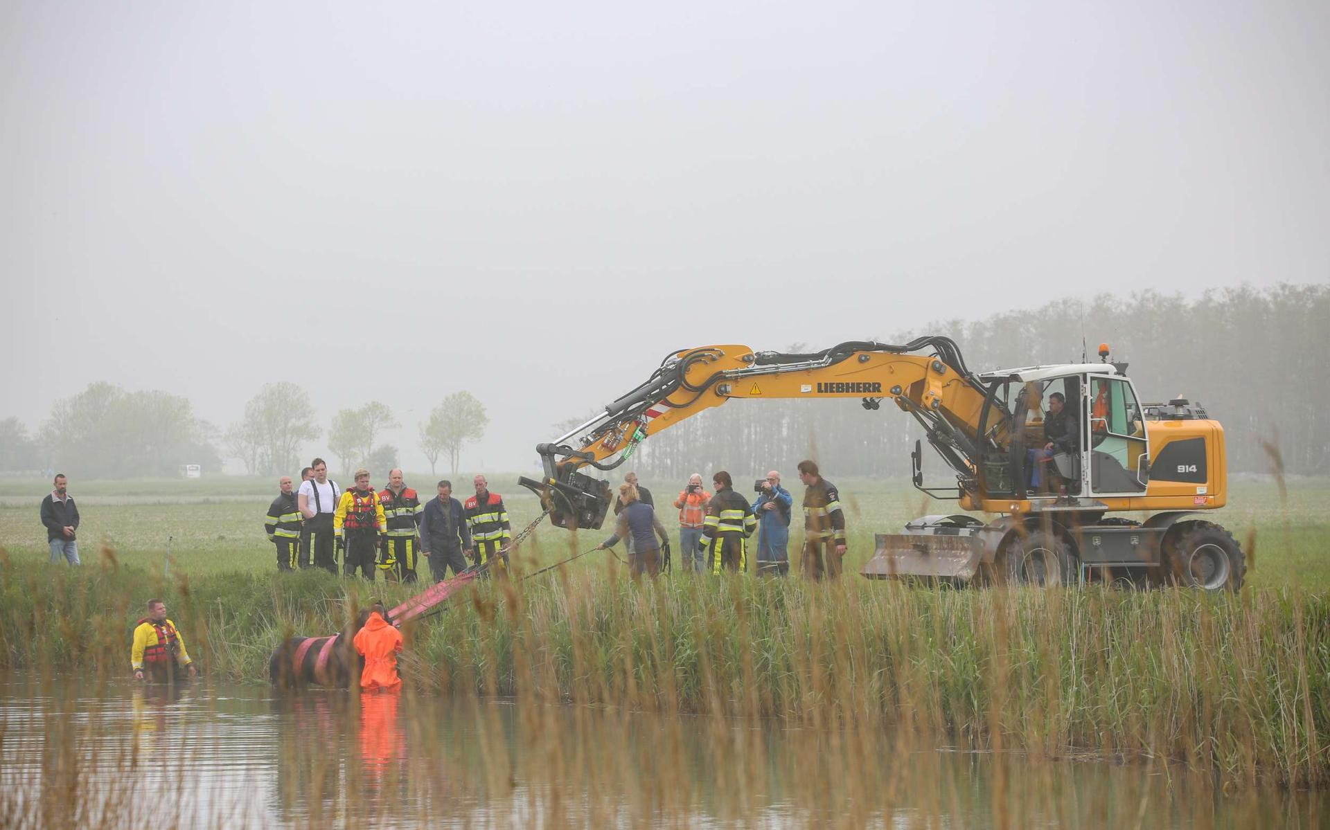 Veel brandweer op de been om paard uit het water te redden bij Kimswerd - Leeuwarder Courant
