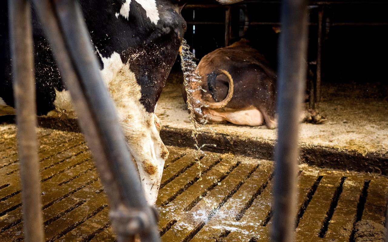 Nederland heeft toestemming van Brussel om piekbedrijven uit te kopen tot 120 procent van de marktwaarde.
