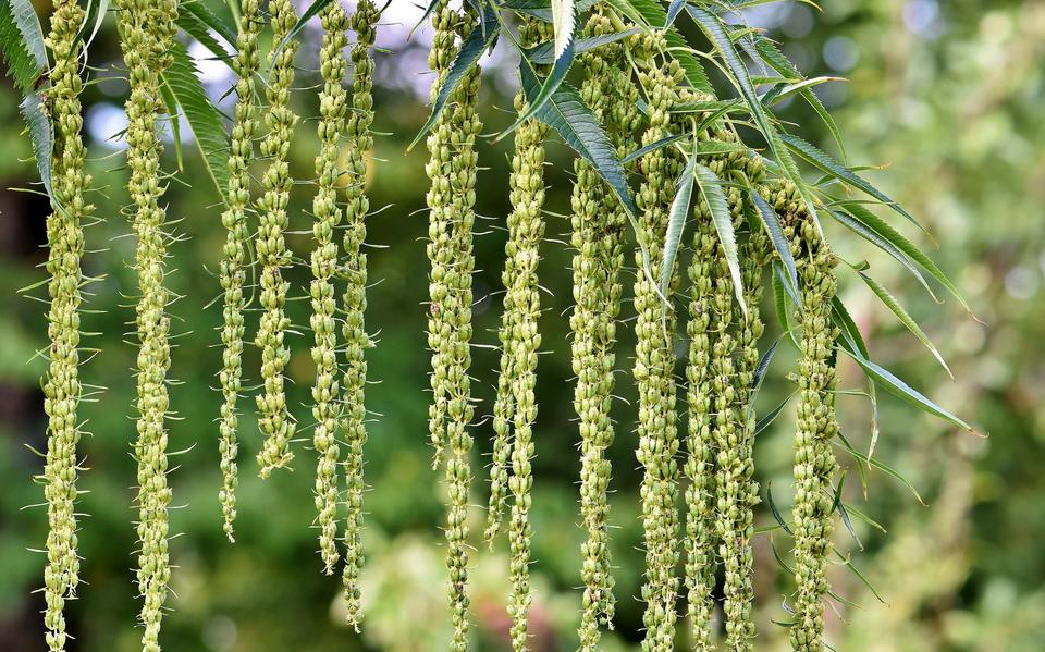 Datisca glomerata uit Mexico.