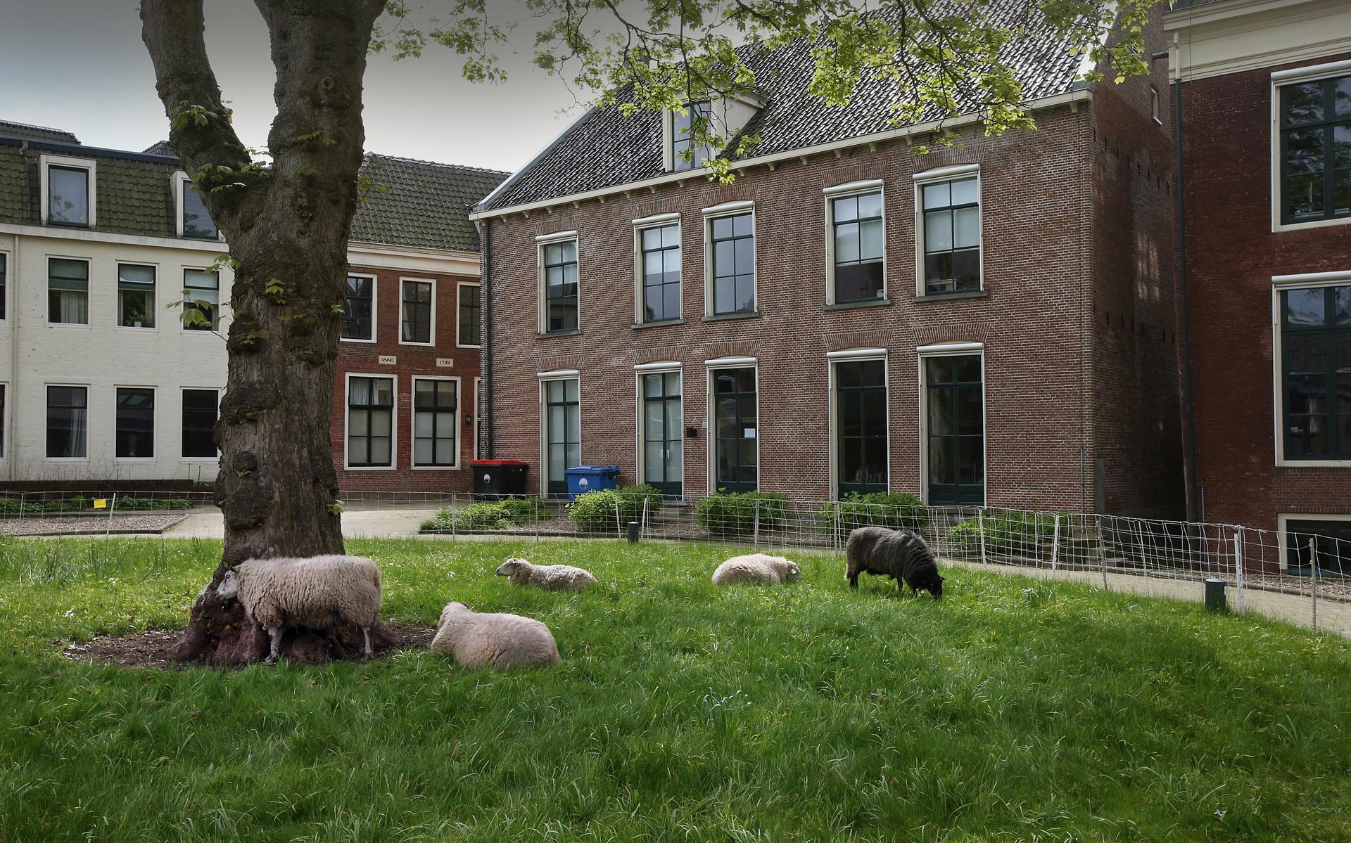 Geblaat en gemekker in hartje Leeuwarden: schapen begrazen momenteel het groene binnenplein van de Fryske Akademy, achter de Doelestraat. Ze maaien het gras een paar weken lang en vertrekken daarna naar andere grazige weiden in de stad. 