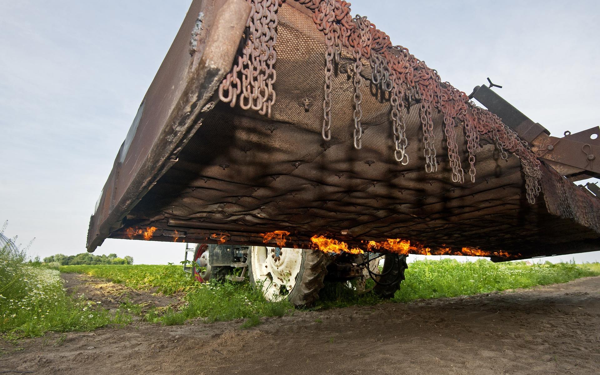 Vreugde bij bio-boeren over groei van resistente aardappelrassen - Leeuwarder Courant