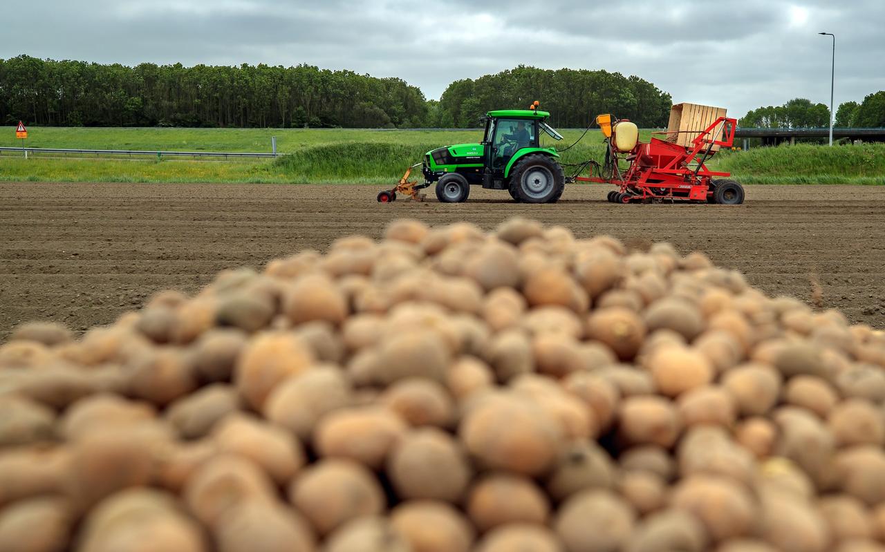 Aardappelen worden gepoot in de omgeving van Dongjum. In het nieuwe landbouwbeleid zullen akkerbouwers een deel van hun bouwland moeten inzetten voor niet-productieve doelen zoals landschapselementen Aardappelen worden gepoot in de omgeving van Dongjum. In het nieuwe landbouwbeleid zullen akkerbouwers een deel van hun bouwland moeten inzetten voor niet-productieve doelen zoals landschapselementen