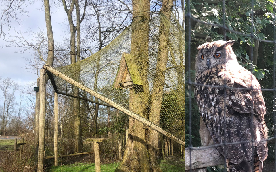 Eén van de twee oehoes die AquaZoo gaat verlaten.