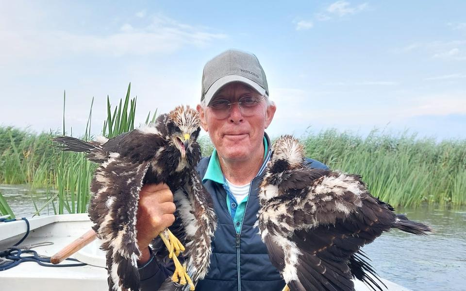 Pieter Kamstra met twee jonge kiekendieven. "Sjochst dy poaten? Prachtich!"