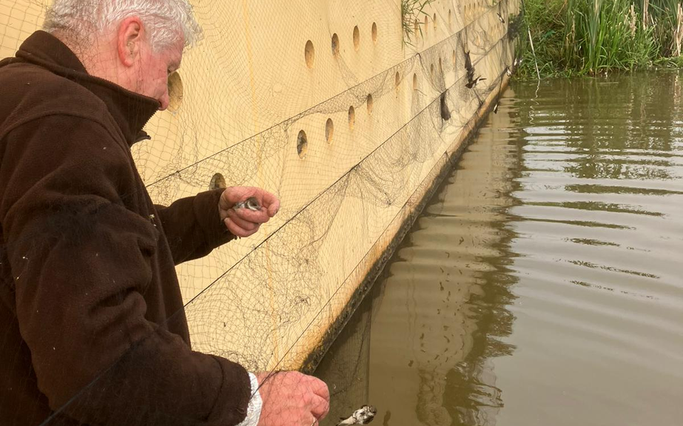 Zwaluwen vangen bij de wand in Lemmer.
