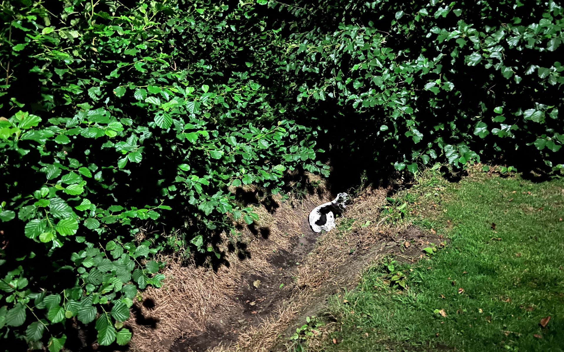 Brandweer haalt kalfje uit greppel in Rottevalle na tip van oplettende voorbijganger - Leeuwarder Co