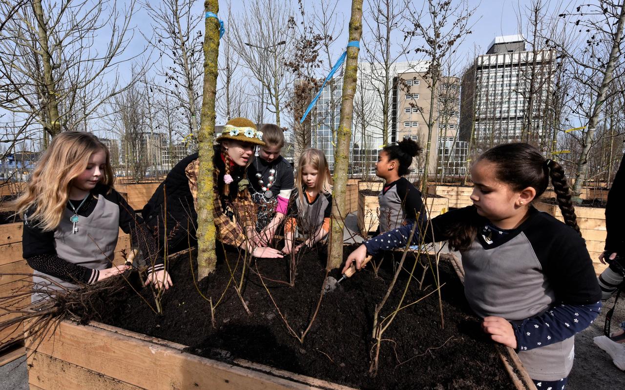 Groep 4 van de Sint Thomasschool plant de laatste zaailingen voor Bosk. Groep 4 van de Sint Thomasschool plant de laatste zaailingen voor Bosk.