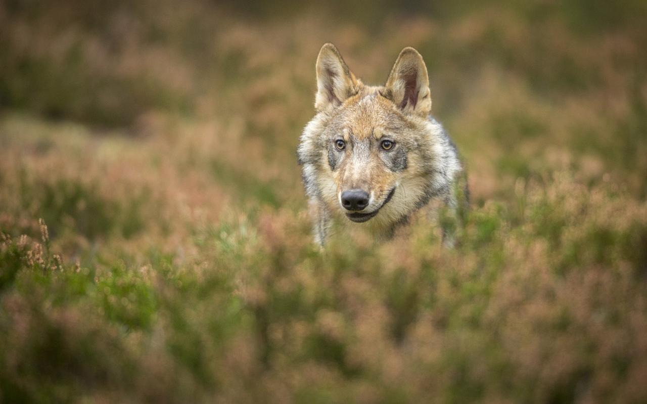 Wolf. Wolf.