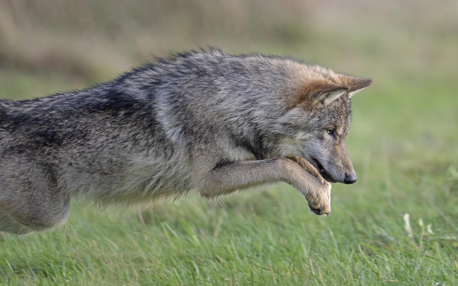 Een wolf in natuurgebied nabij Oude Willem in Drenthe, vlak over de grens van Friesland.