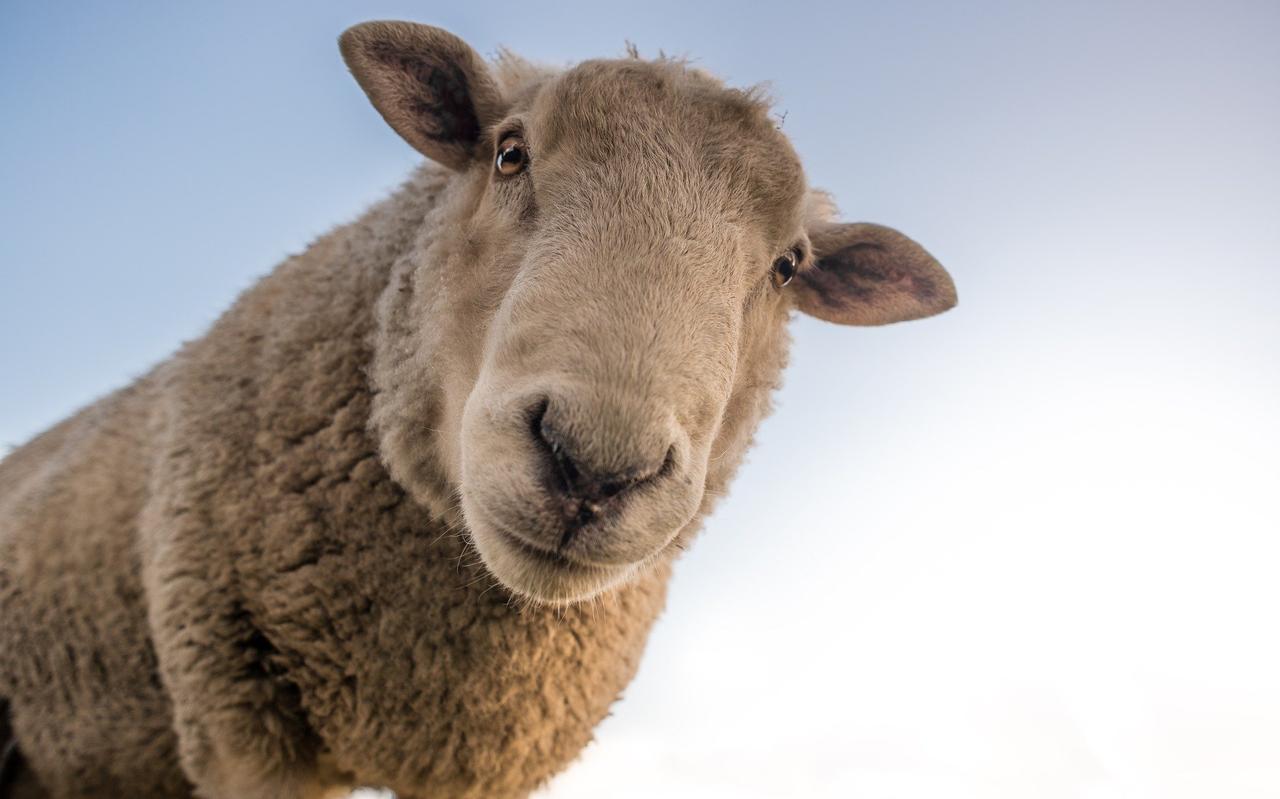 Schaap. Schaap.