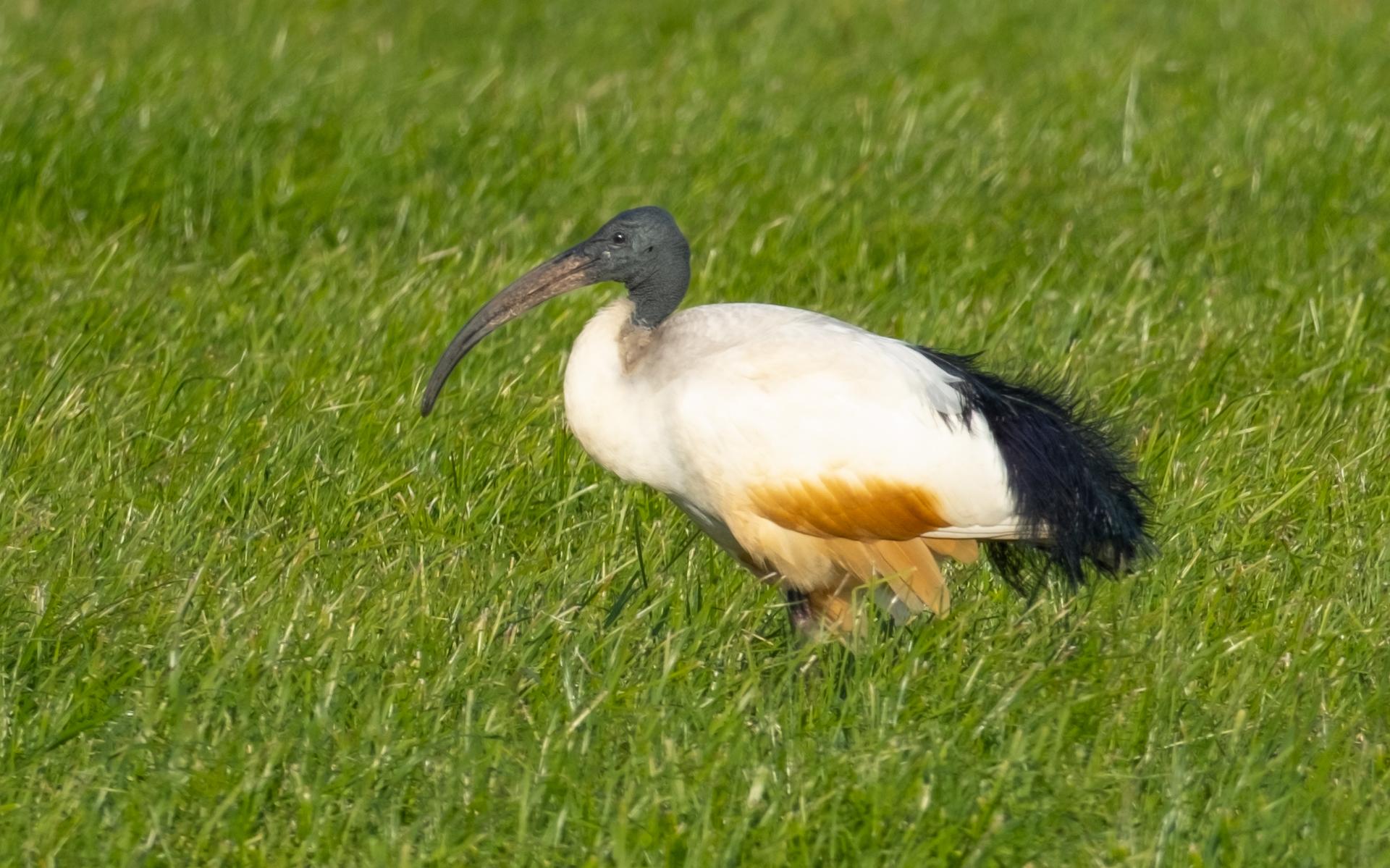 Ibis doet weiland in Aldeboarn aan