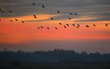 Een vlucht grauwe ganzen na zonsodergang bij de Ryptsjerkerpolder.