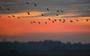 Een vlucht grauwe ganzen na zonsodergang bij de Ryptsjerkerpolder.