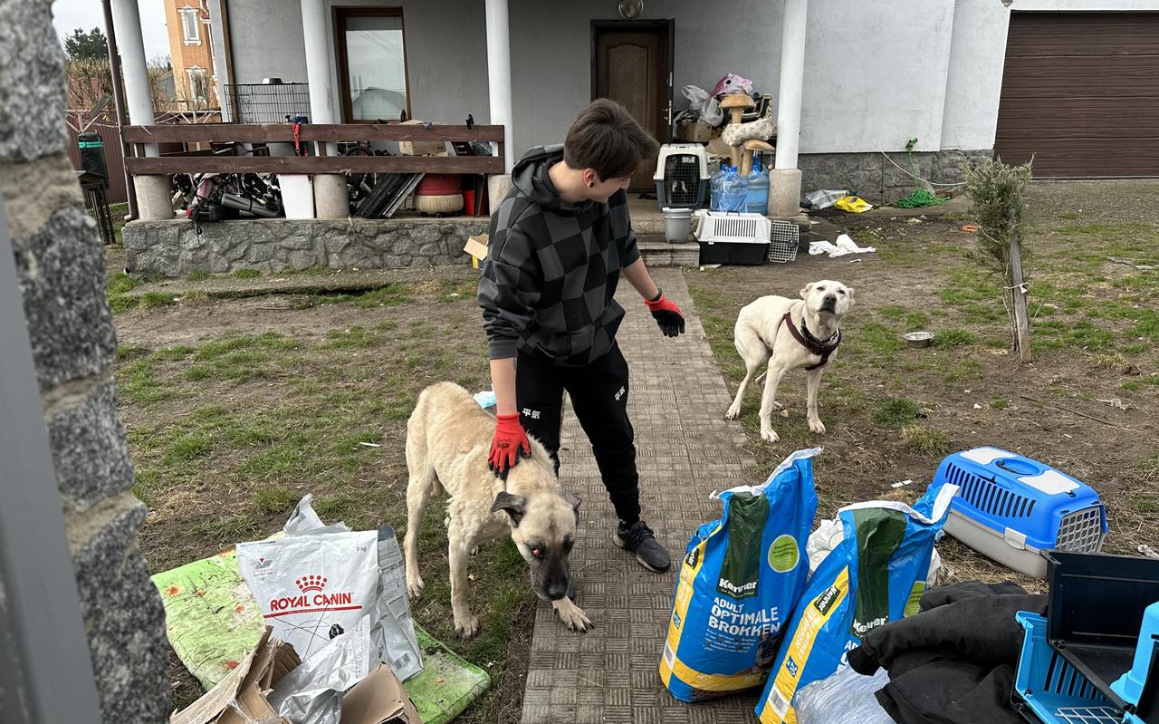 Achter het hek in de villawijk gaat een hondenopvang schuil. Achter het hek in de villawijk gaat een hondenopvang schuil.