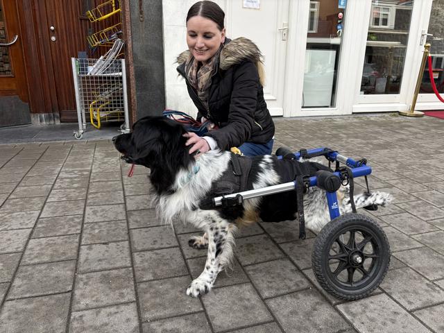 De deels verlamde stabij Boris (10) uit Leeuwarden gaat rollend door het leven. De dierenarts advise
