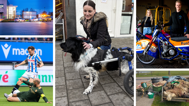 Verlamde stabij Boris (10) rolt door Leeuwarden & NVWA ontdekt illegaal slachthuis bij Ureterp | nie