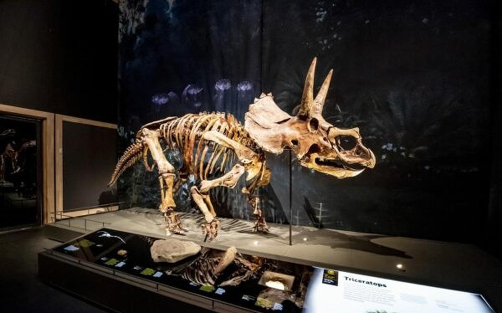 Er komt wéér een dinosaurus naar Leeuwarden: Triceratops-skelet straks ...