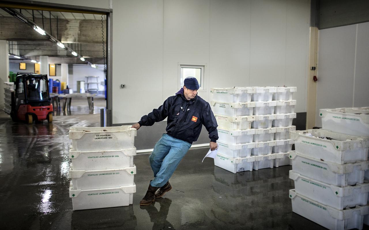 Een medewerker van visafslag Lauwersoog verplaatst bakken met geveilde vis. Een medewerker van visafslag Lauwersoog verplaatst bakken met geveilde vis.