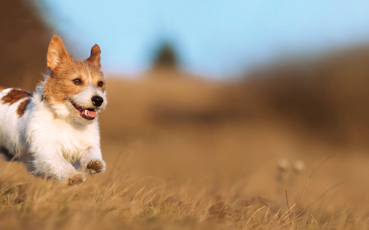 Heerlijk genieten samen met je hond. Heerlijk genieten samen met je hond.