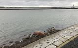 De walrus op de pier bij de haven van Terschelling.
