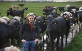 Abel Kooistra tussen de biologische koeien van het ouderlijke melkveebedrijf in Warstiens. 