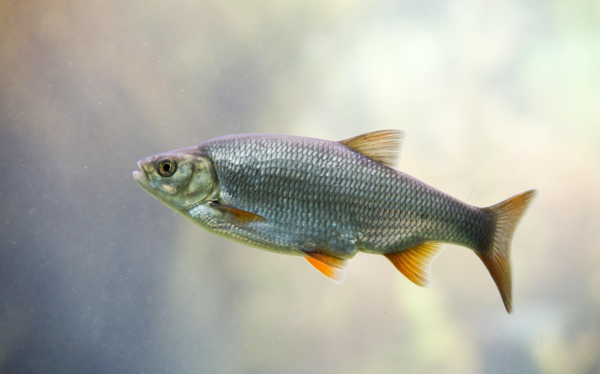 Stel je bent een vis en komt onderweg een gevaarlijk gemaal tegen. Hoe