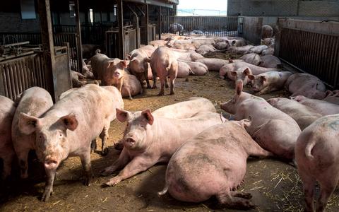 Varkensmest zou minder stikstof uitstoten als het voer voor de dieren meer essentiële aminozuren bevat. 