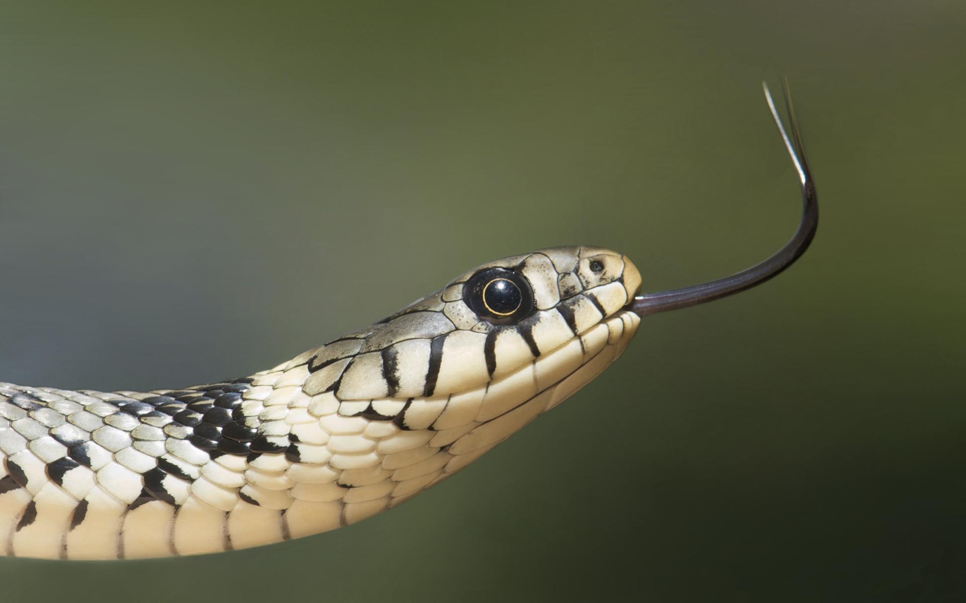 Ravon zoekt ringslang in Noord-Friesland - Leeuwarder Courant
