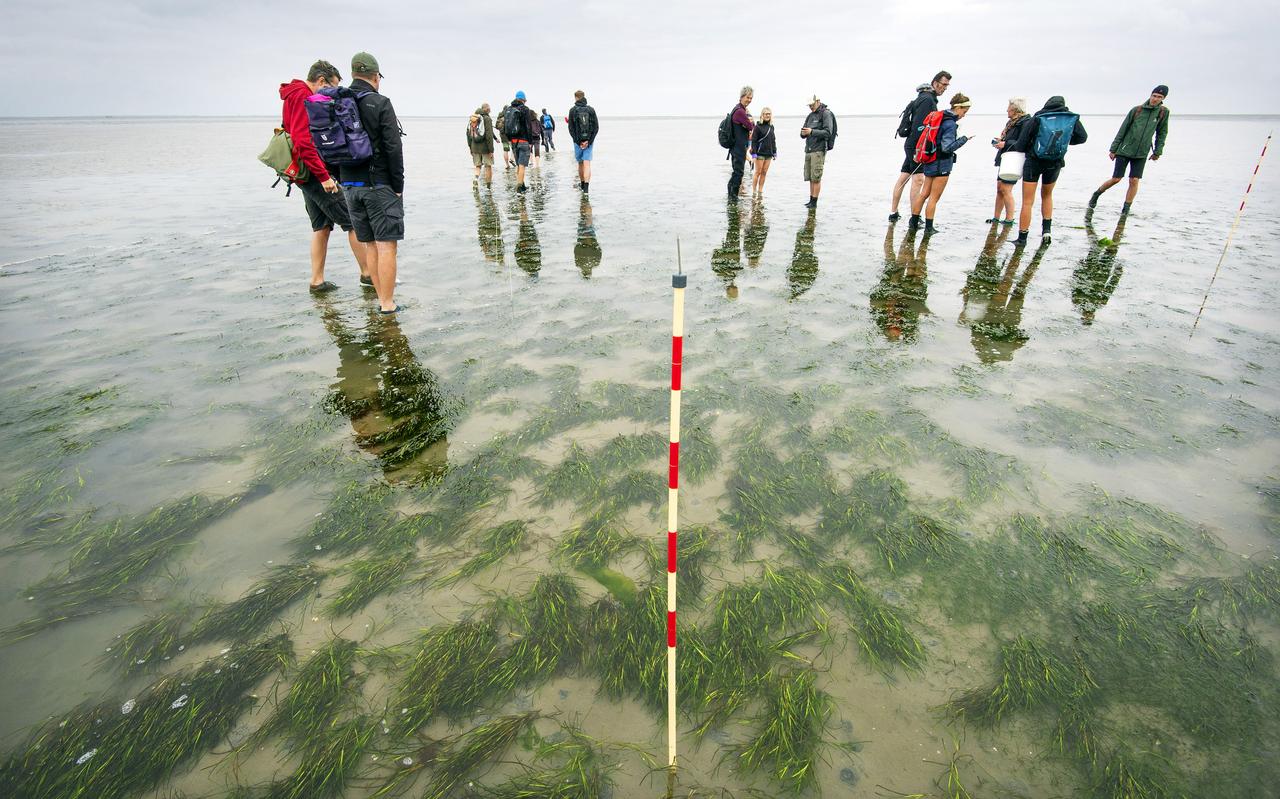 De excursiegangers op de Grienderwaard, waar naar schatting 200.000 zeegrasplanten groeien. De excursiegangers op de Grienderwaard, waar naar schatting 200.000 zeegrasplanten groeien.
