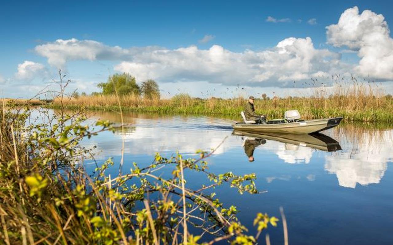 Een exotenbestrijder van Wetterskip Fryslân speurt vanuit de boot naar muskusratten. Een exotenbestrijder van Wetterskip Fryslân speurt vanuit de boot naar muskusratten.