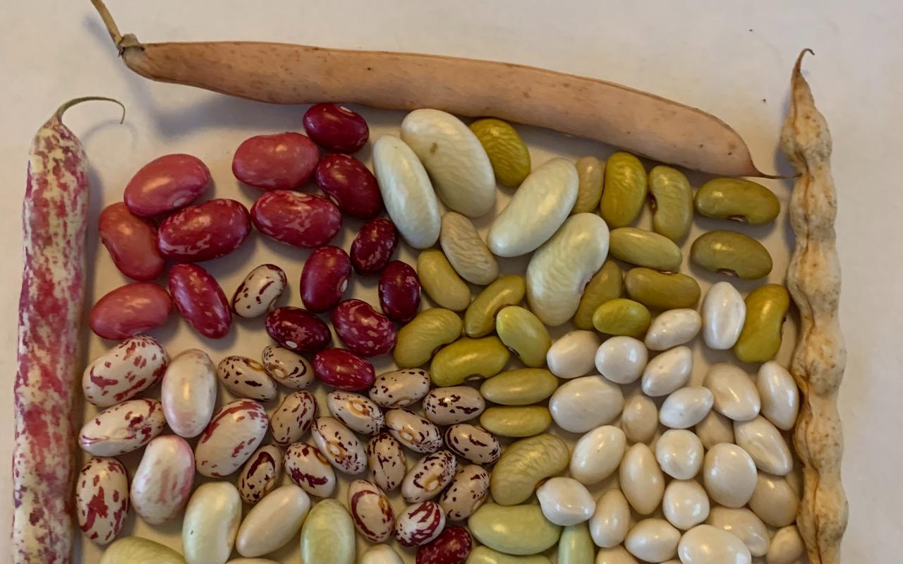 Verschillende soorten bonen Verschillende soorten bonen