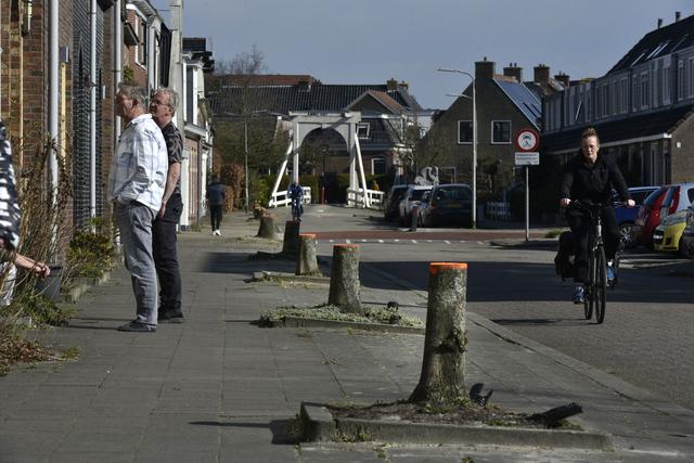 Waarom zijn er in Leeuwarden zoveel bomen gekapt?