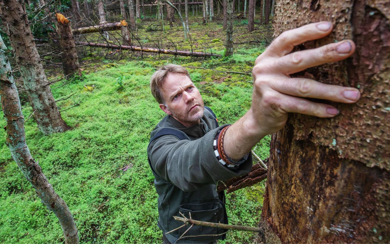 Het gaat niet goed met de fijnsparren in het Drents-Friese Wold, ziet boswachter Lysander van Oossanen. Het gaat niet goed met de fijnsparren in het Drents-Friese Wold, ziet boswachter Lysander van Oossanen.
