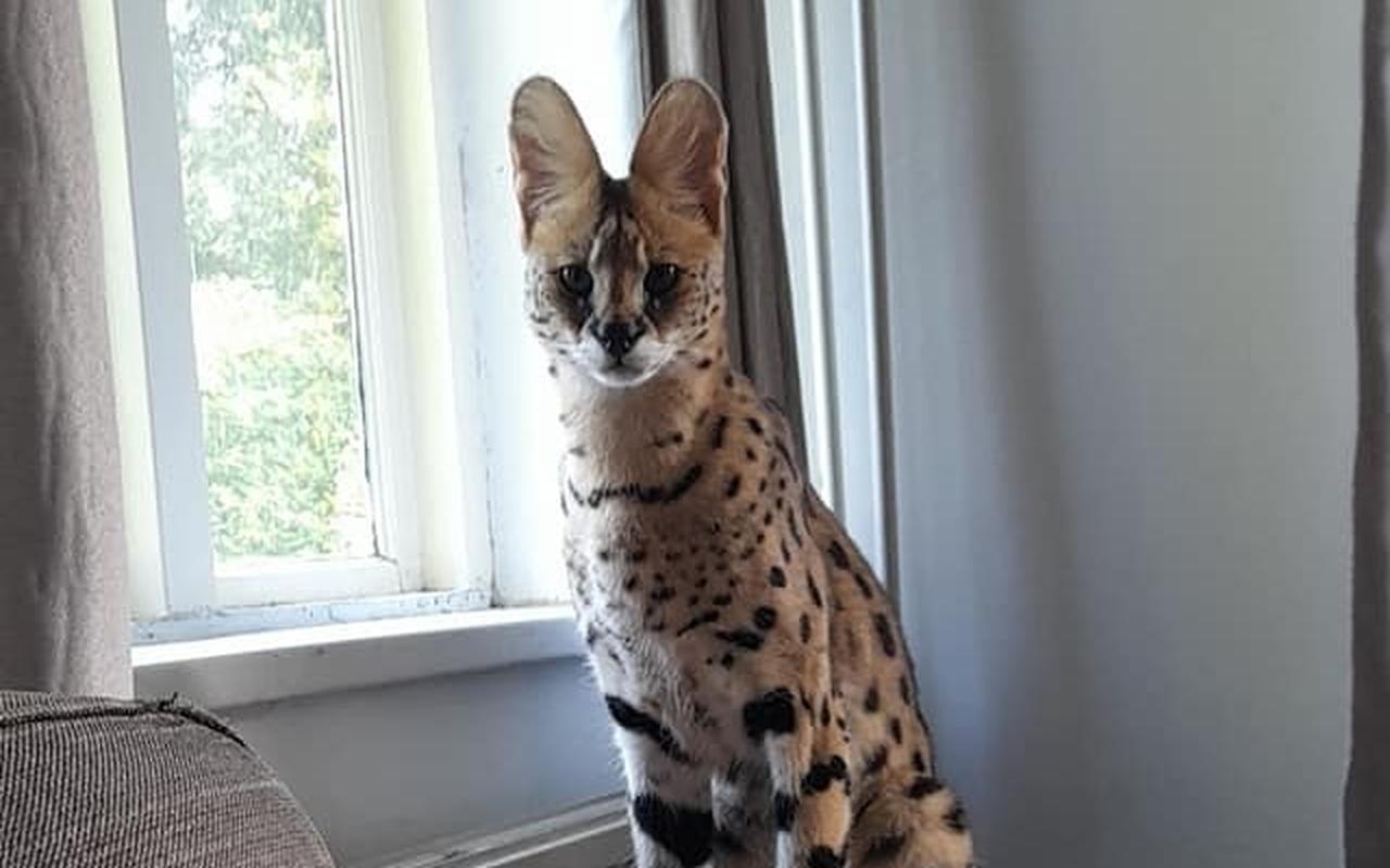 'Sniper' de Serval in zijn huiskamer. 'Sniper' de Serval in zijn huiskamer.