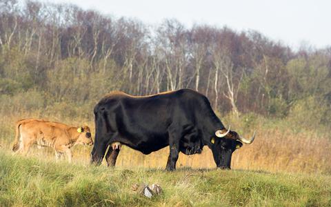 Sayaguesa-runderen grazen sinds 2015 in de natuurgebieden op Schiermonnikoog. 