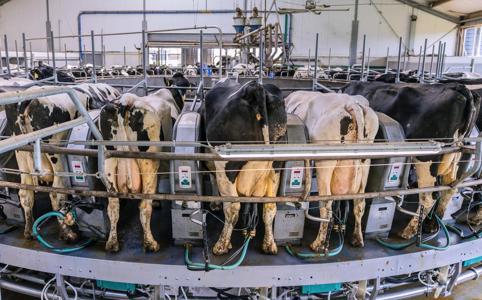 Koeien gaven in 2024 gemiddeld minder melk vanwege blauwtong.